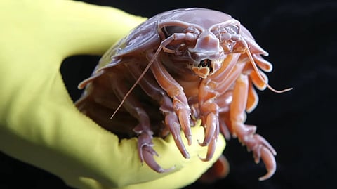 Animal Survives without Food | 