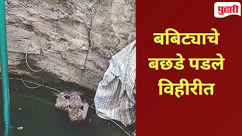 Bhandara News | येरली येथे विहिरीत पडले बिबट्याचे बछडे, वनविभागाकडून रेस्क्यु!