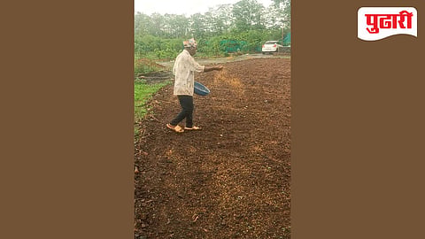 Rice sowing