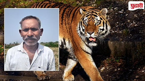 Chandarpur Tiger Attack | शेताच्या संरक्षणासाठी गेलेल्या शेतमजुराचा वाघाच्या हल्ल्यात मृत्यू