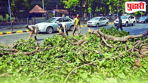 Thane tree pruning