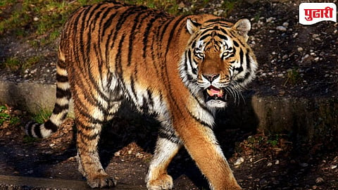 Bhandara Tiger Attack : गोबरवाही (हेटी) येथे वाघाचा थरारक हल्ला; गाई चारण्यासाठी गेलेल्या ६० वर्षीय गुराख्याचा दुर्दैवी मृत्यू