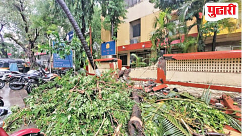 Mumbai tree fall