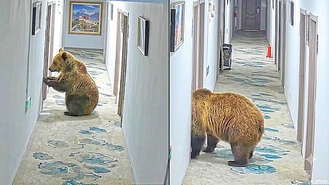 Hotel Incident |