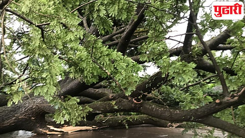 Tree collapse Menghanewadi Kolhapur Gaganbawda highway