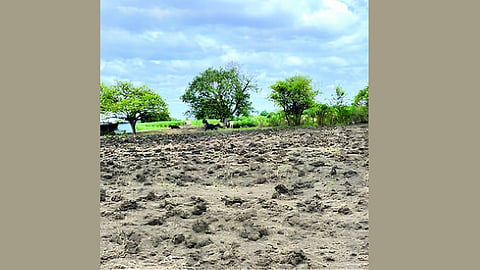 Maharashtra agriculture