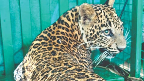 Leopard Rescue