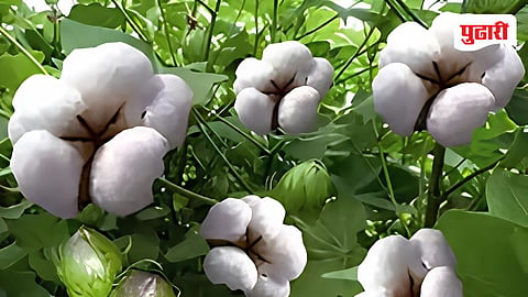 Nanded soybean cotton sowing
