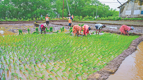 Bhat Lavani