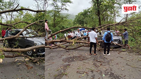 Palghar Tree falls on car : सारणी खिंडीत धावत्या कारवर पंगाऱ्याचे झाड कोसळले; वाहतूक काही काळ ठप्प 