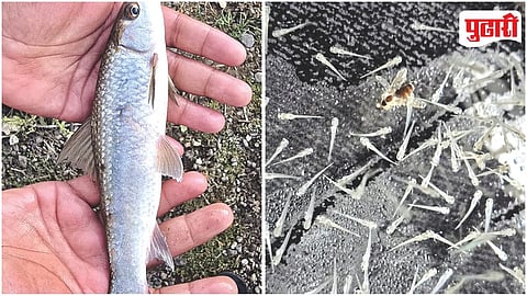 Kawdas Fish