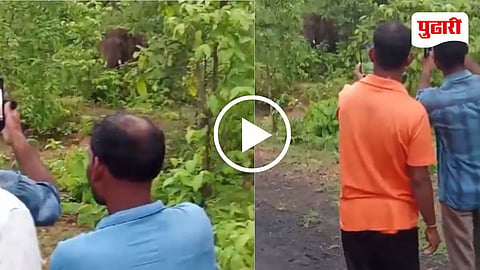 Gadchiroli Elephant Attack Video