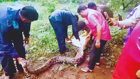Python Rescue