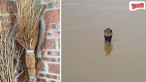 900 Snake escaped | धक्कादायक! महापुराच्या पाण्यात गेले ९०० विषारी साप वाहून, दक्षिण चिनमधील घटनने खळबळ!