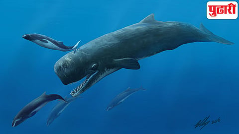 Sperm Whale