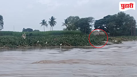 Panchganga river water hyacinth : पंचगंगेतील जलपर्णी रस्त्यावर; पाणी ओसरताच शेतीला धोका