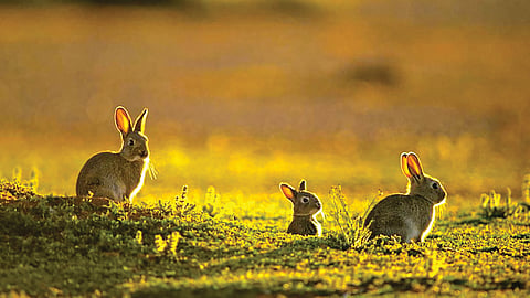 Australia Wild Rabbits |