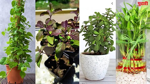Lucky Plants