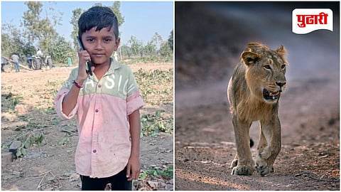 Gujarat Lion Attack