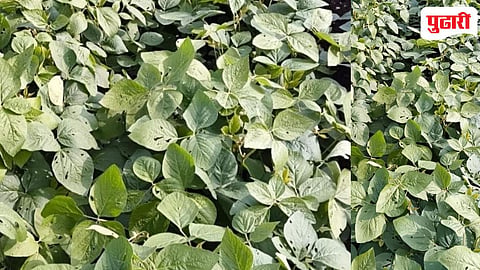Shirdhon Farming: शिरढोणसह परिसरातील सोयाबीन पिकावर पानतोड्या अळीचा प्रादुर्भाव; तातडीने नियंत्रणाची गरज