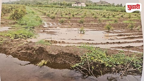 Deola Taluka Pomegranate  Cauliflower Crop Damage