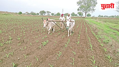 Bhokardan agriculture