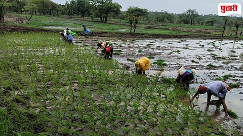 Rice Farming