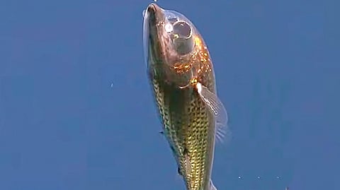 Rare Deep-Sea Fish |