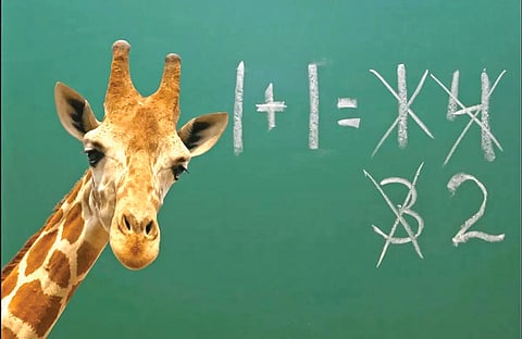 Giraffe Research |
