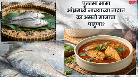 मंगळसूत्र विकूनही खावा असा 'पुलासा'! आंध्रच्या सर्वात महागड्या माशाचं रहस्य