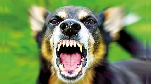 Stray Dogs |