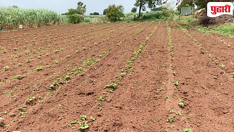 Beed News | ऊन-सावल्यांचा खेळ अन् सोसाट्याचा वारा; पावसाअभावी पिके सुकू लागल्याने बळीराजा हवालदील