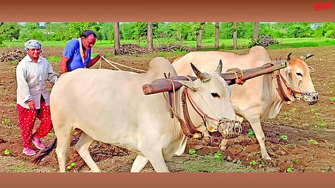 Jalna Agriculture News