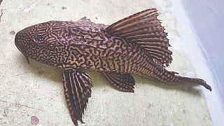 African Cat fish
