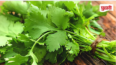 Coriander 