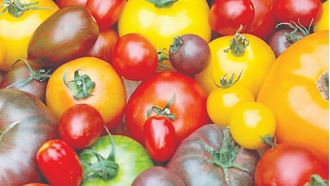 Colourful Tomatoes | 