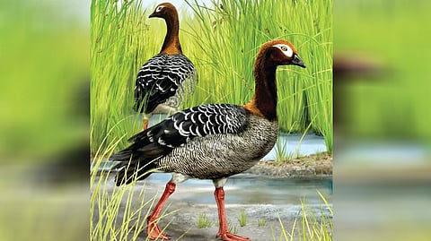 Ancient Swan Fossil |