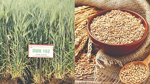 Dharwad wheat: धारवाडचा गहू पिकणार इंडोनेशियात 