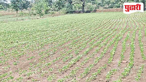 Buldhana Agriculture News