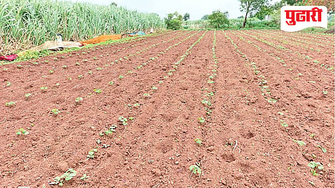 Beed rainfall shortage