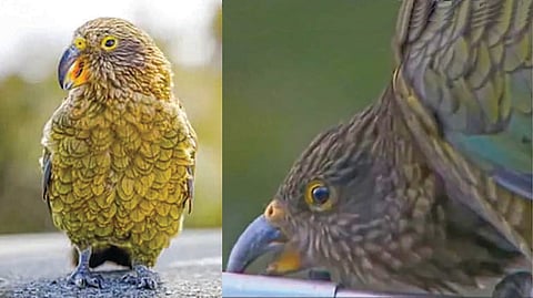 World’s Smartest Bird | 