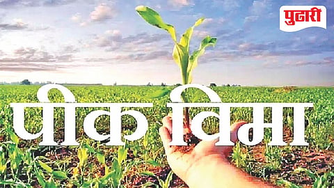 Dharashiv soybean crop insurance