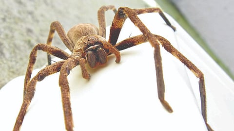 Spiders News 