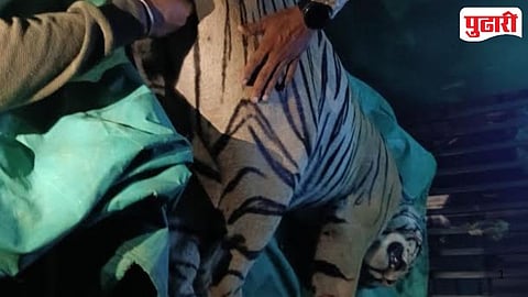Tiger Terror Bhandara
