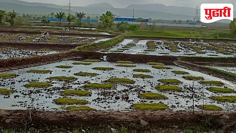 Raigad paddy farming crisis