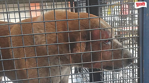 Animal Cruelty