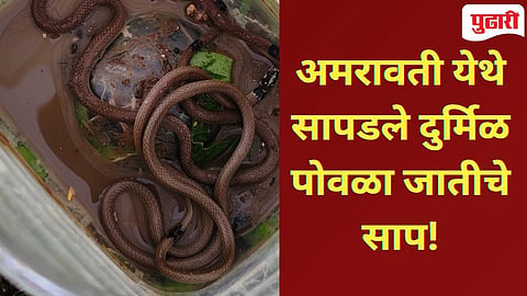 Amravati News | नांदगाव पेठमध्ये आढळले दोन दुर्मिळ पोवळा जातीचे साप!