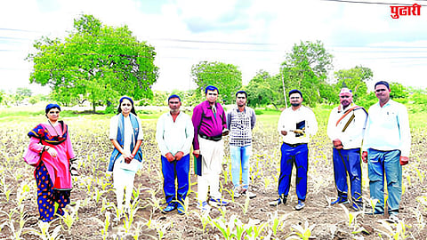 Maize crops