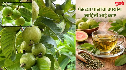 Guava Leaf Uses