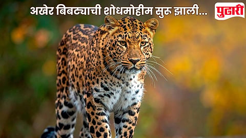 Nagpur Leopard News